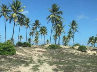 Fazenda à Venda em Jandaíra - 524 Hectares no Litoral BA