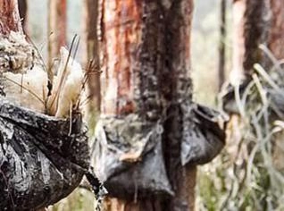 Arrendamento de Pinus para Extração de Resina