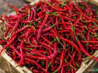 Pimenta Malagueta In Natura - Qualidade e Sabor