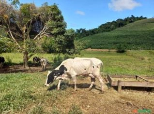 Vacas Leiteiras à Venda - Alta Produção