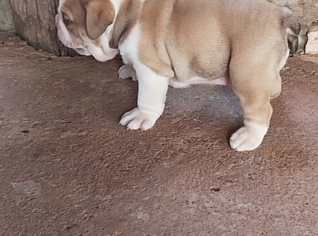 Filhote de Buldogue Campeiro - São José do Rio Preto