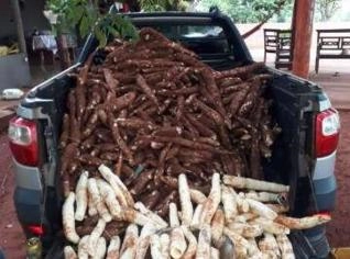 Mandioca Amarelinha à Venda em Terenos, MS - 2 Hectares