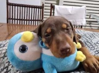 Dobermann com Pedigree CBKC - Filhotes Lindos