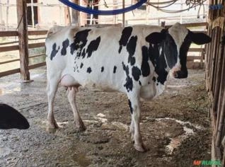 Duas Vacas Jovens em Lactação - Média 18kg Leite/dia