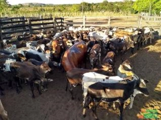 Compra de Bezerro e Gabiru para Plantel Inicial