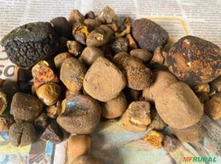 Compro Pedra de Fel Bovino - Preço Justo em Anápolis