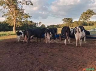 Lote com 10 Vacas de Leite com Produção Média de 25L