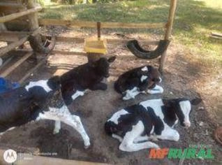 Bezerros Holandeses à Venda, Alta Qualidade