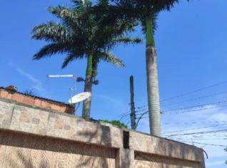 Palmeiras Imperiais com 17 anos, 15m de altura