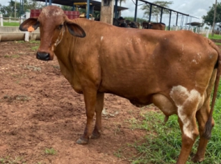 Vacas Leiteiras Girolanda, Holandesa e Jersey à venda