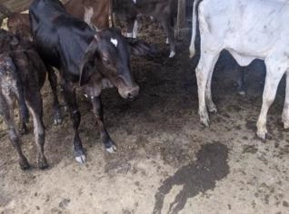 Pacote com 16 Vacas Leiteiras e Bezerros em MG