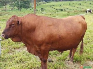 Lote Senepol em Liquidação - 13 Animais