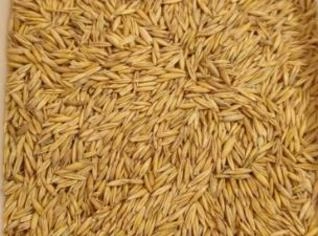Aveia para Plantio 90% Germinação - Ijuí RS