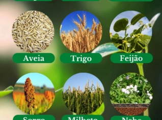 Sementes de Brachiaria para Pastagem
