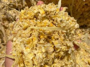 Silagem de Milho: Nutrição Superior para o Rebanho