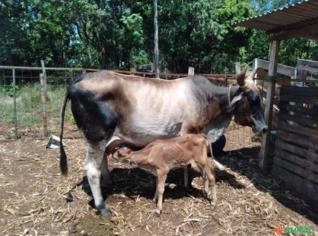 Vacas em Venda - 8 Unidades, Com Bezerros e Inseminadas