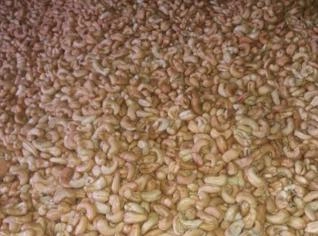 Castanha de Caju Fresca de Barreira - CE