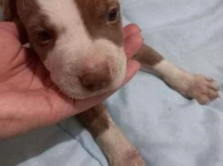 Filhotes Puros de Pit Bull à Venda