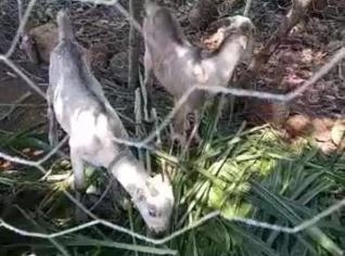 Cabrita Pura Raça de 6 Meses - Qualidade Garantida