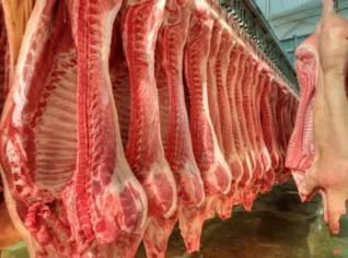 Carne Suína Marrote de 15 a 24kg - Pindamonhangaba