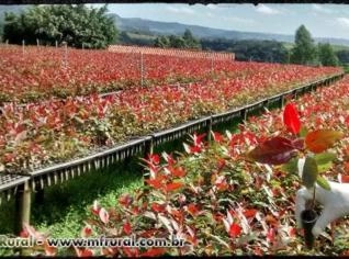Mudas Clonais de Eucalipto para Plantio