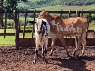 Garrotes Nelore Pintado PO de Alta Genética