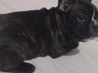Filhote de Bulldog Francês à Venda