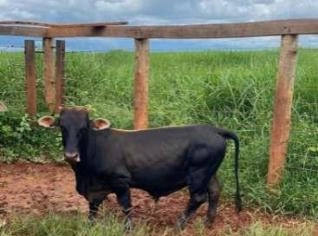 Mini Boi para Cria e Recria - 3 Anos