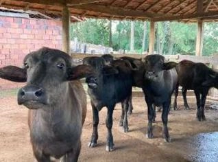 Bezerras de 1 ano e 5 meses - 10 cabeças disponíveis