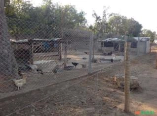 Fazenda 8 Alqueires em Mairipotaba - GO