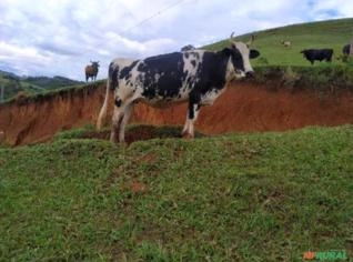 Novilhas Girolanda Prenhes - Preço Especial