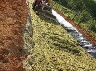 Silagem de Milho Premium com Muitas Espigas