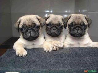Filhotes de Pug com Pedigree e Vacinação Completa