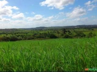 Fazenda formada à venda em Mogi Mirim - SP