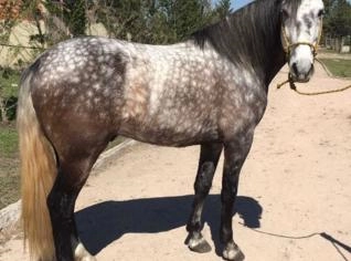 Cavalo Lusitano Manso, Registrado e Talentoso