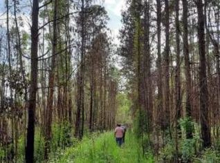 Plantação de Eucalipto com 18 hectares para corte