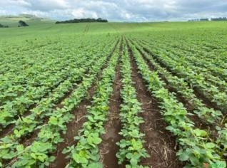 Fazenda Produtiva em Ortigueira com 537ha