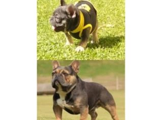 Filhotes Machos Bulldog Francês Blue Exótico