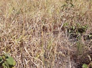 Fazenda 55ha em Quartel Geral - MG, Próxima à MG-176