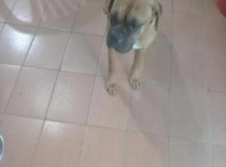 Boxer Dourado 1 Ano, Vacina OK, Amigo de Crianças