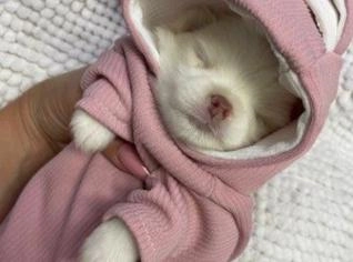 Spitz Alemão Lulu da Pomerânia - Filhotes Lindos