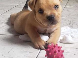 Filhote American Bully com Pedigree e Saúde Garantida
