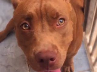Pit Monster Pura - Cachorra Dócil de 11 Meses
