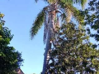 Coqueiro Alto de 8 Metros à Venda em Osório