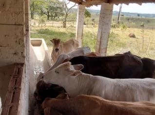 12 Novilhas de Gado para Corte à Venda
