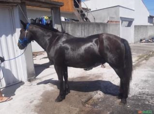 Cavalo Crioulo Castrado para Venda