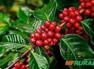 Procuro Exportador de Café para Amostras - Marília/SP