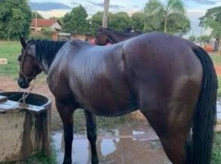 Cavalo Mestiço 4 anos para Três Tambores