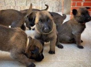 Filhotes de Pastor Belga Malinois com Pedigree