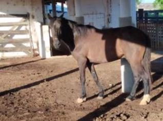 Cavalo Comum à Venda em Boa Viagem, CE